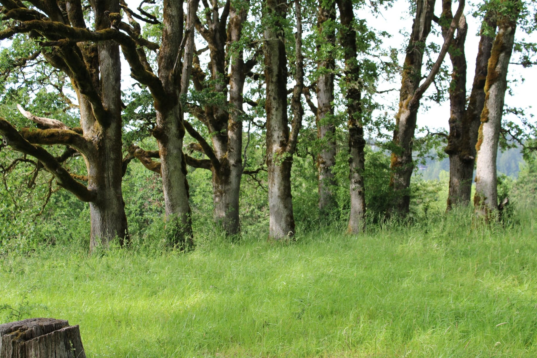 The line where a mown lawn stops and the woods begin — tall grass and dense undergrowth running up to the trunks of mature trees.