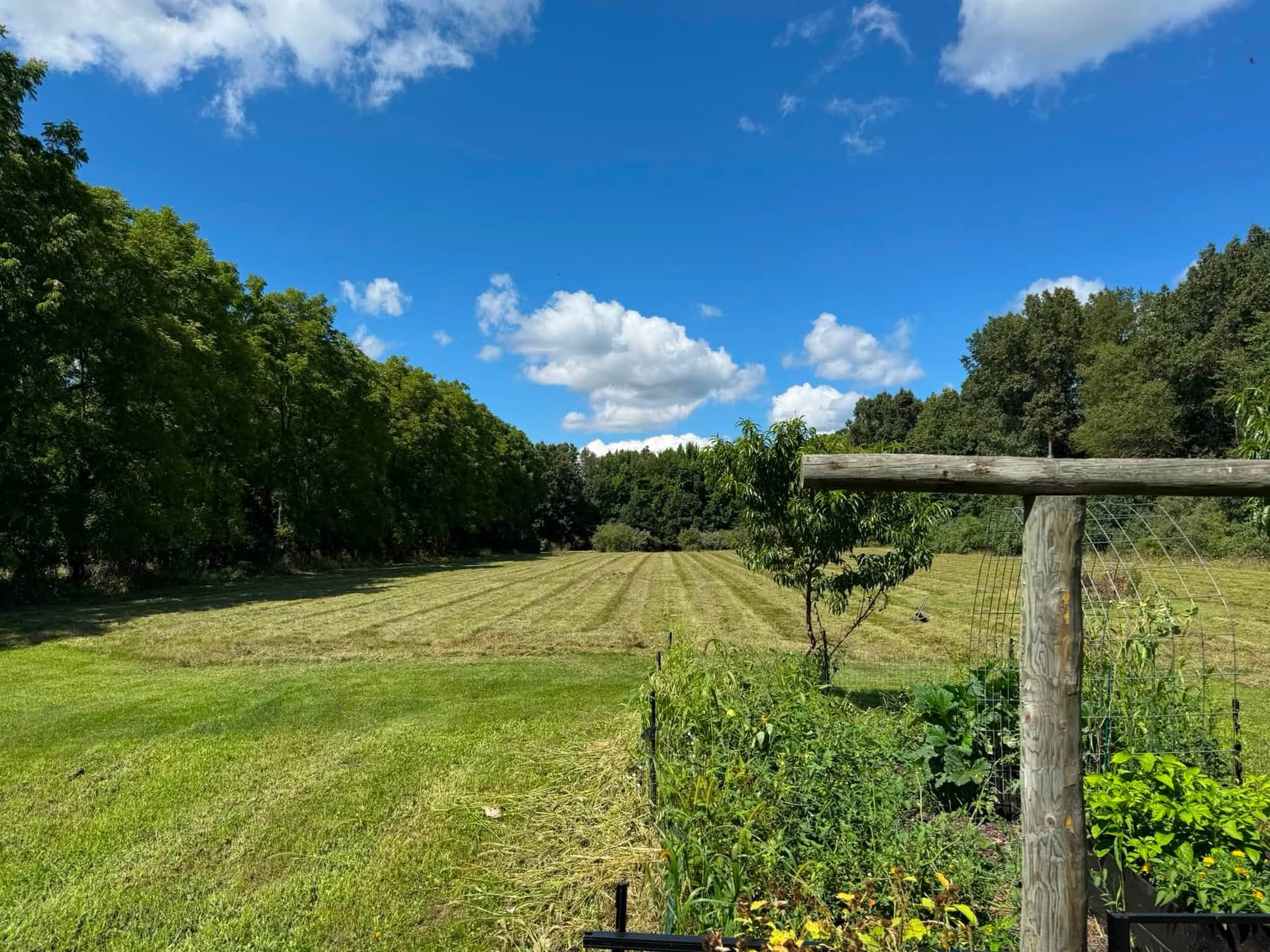 The same boundary after cutting, the rough ground mown in rows back to the tree line.