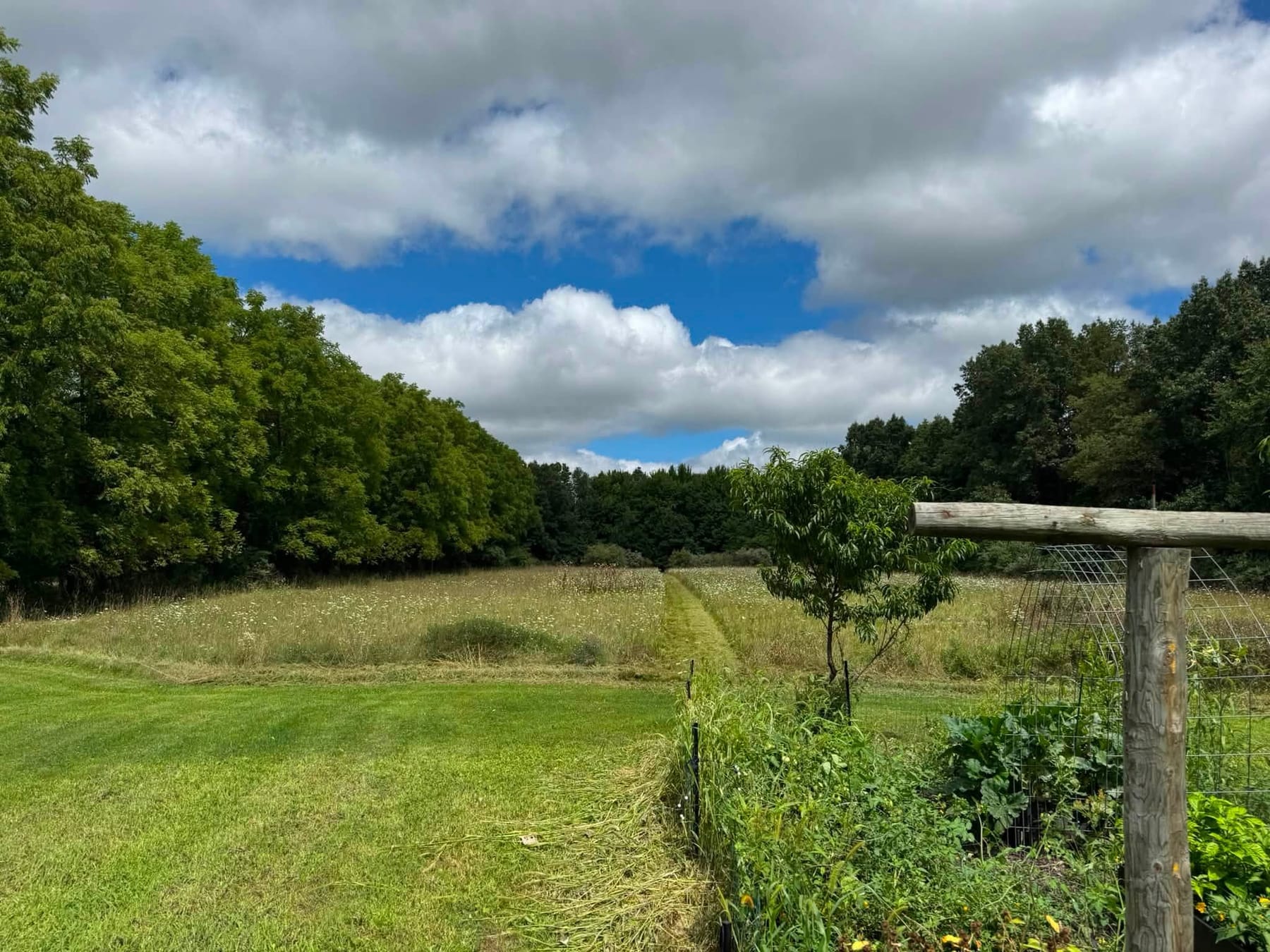 The boundary where a mown lawn meets rough pasture, with tall grass and seed heads running right up to a garden fence.